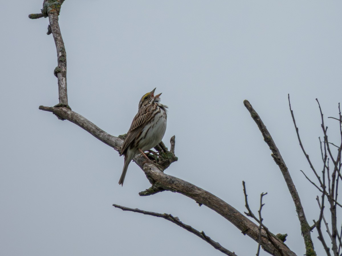 稀樹草鵐 - ML646328009