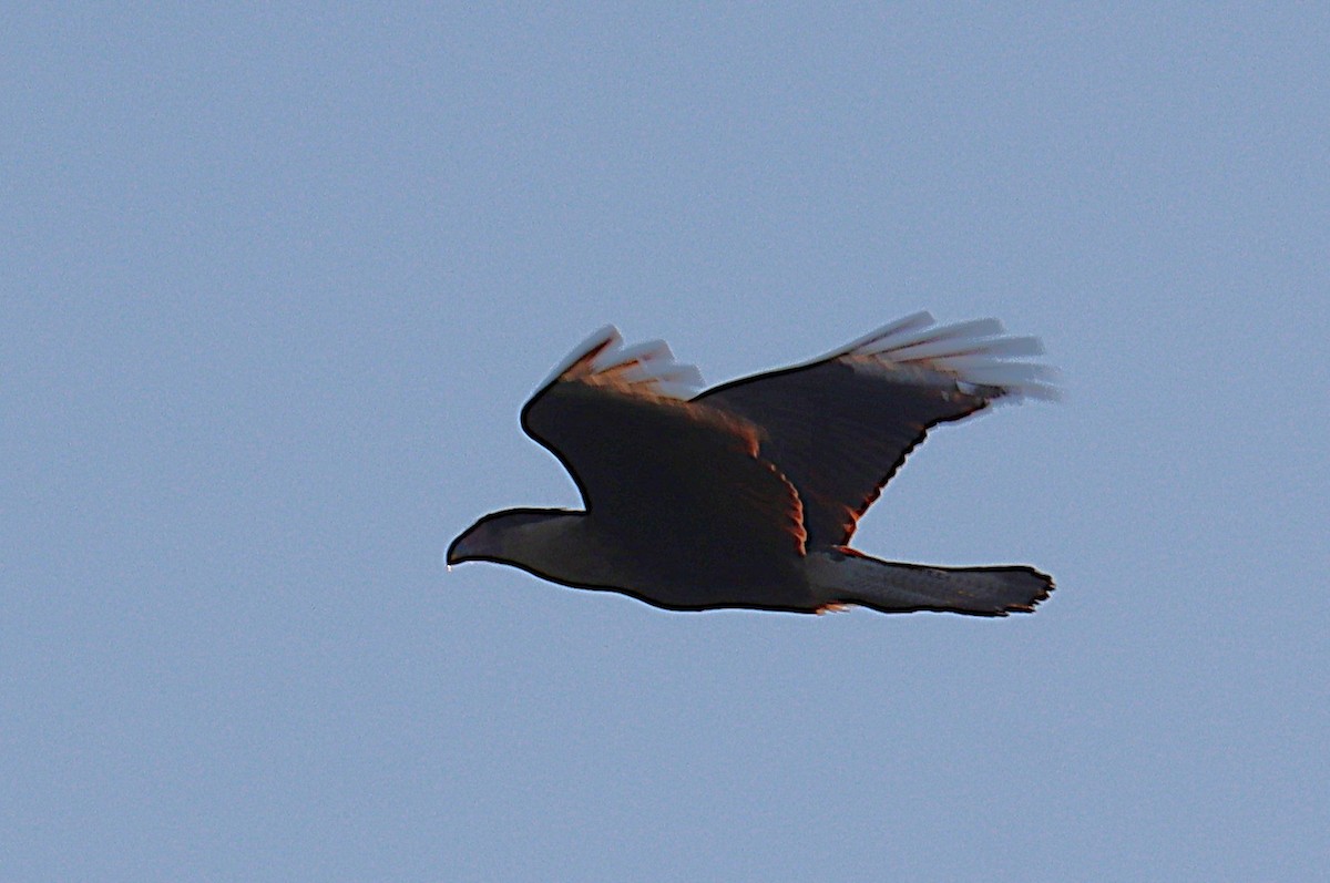 Crested Caracara - ML646328012