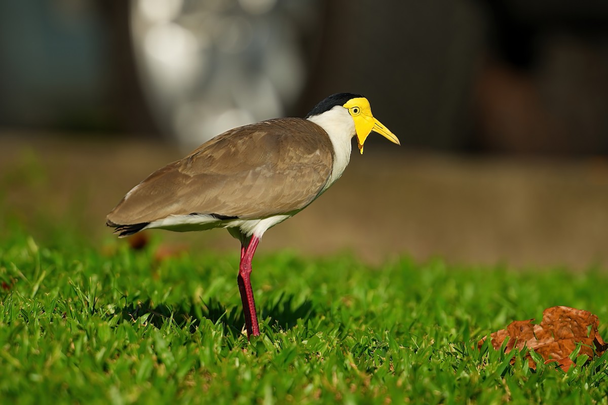 Masked Lapwing (Masked) - ML646328014