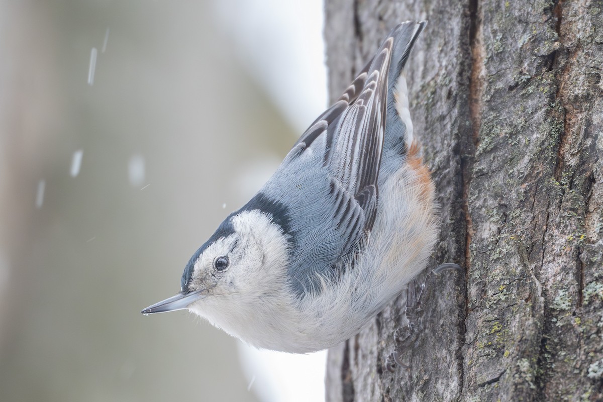 White-breasted Nuthatch - ML646328015