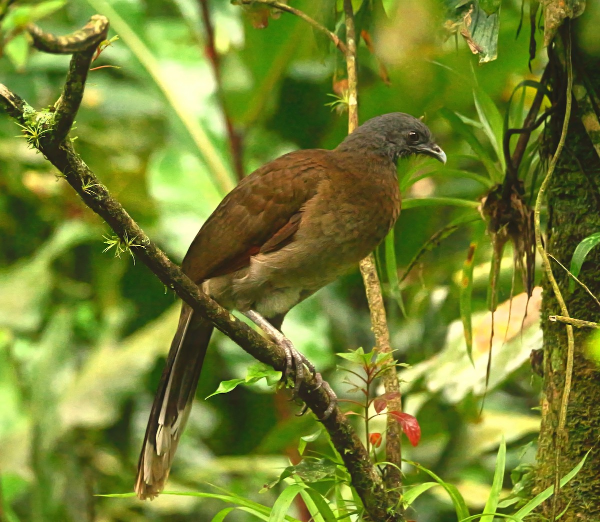 Gray-headed Chachalaca - ML646328016