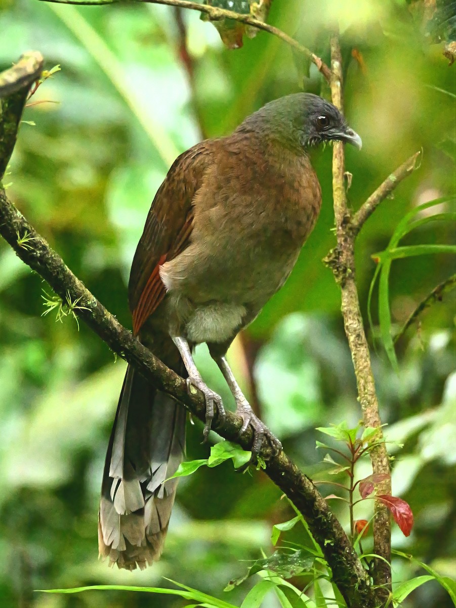 Gray-headed Chachalaca - ML646328017