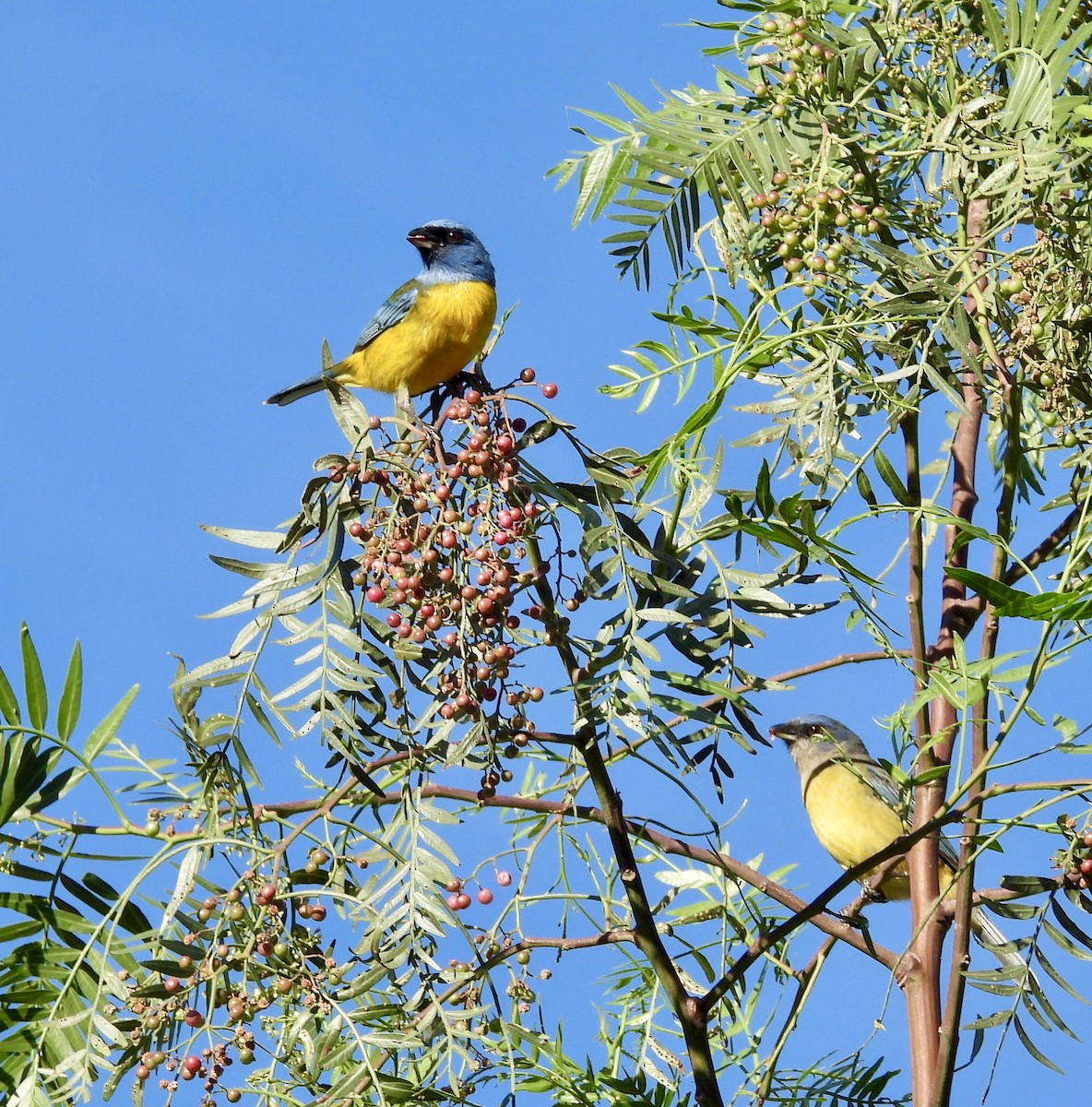 Blue-and-yellow Tanager - ML646328019
