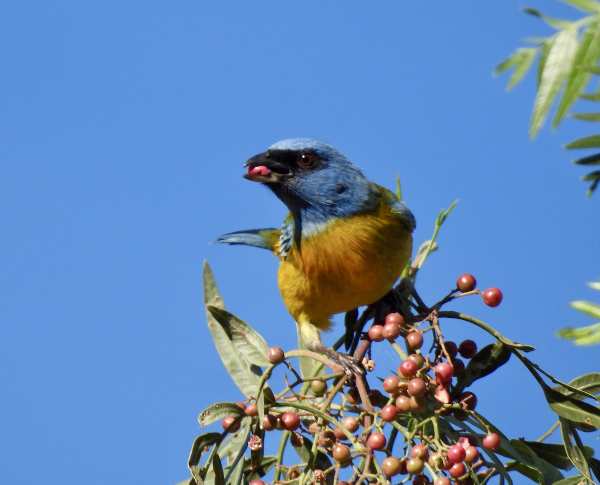 Blue-and-yellow Tanager - ML646328020