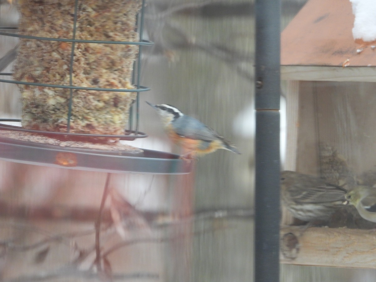 Red-breasted Nuthatch - ML646328021