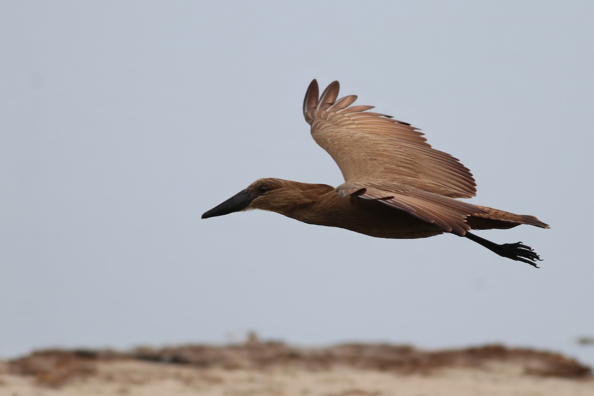 Hamerkop - ML646328023