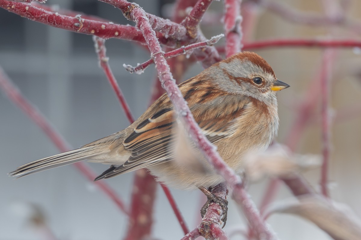 American Tree Sparrow - ML646328025