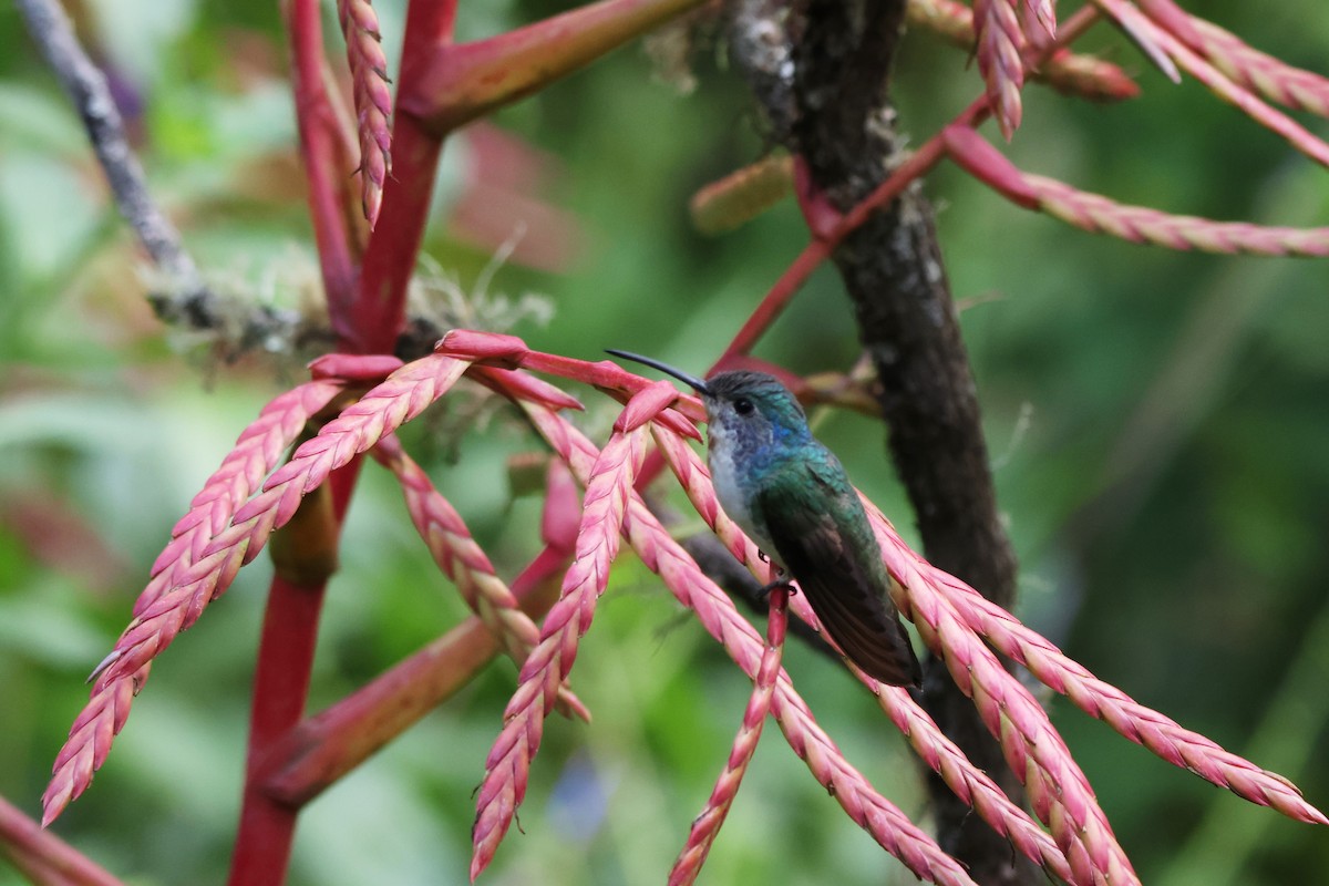 Andean Emerald - ML646328026