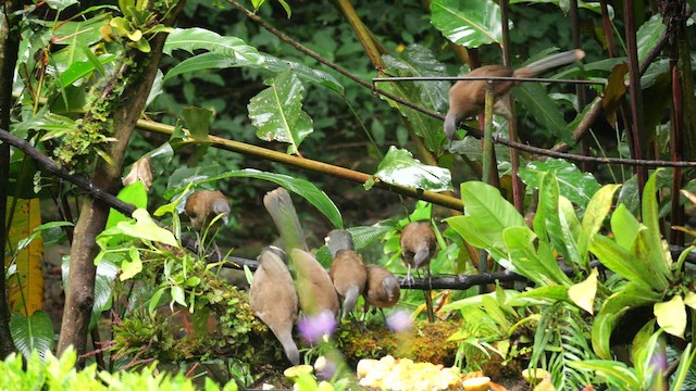 Gray-headed Chachalaca - ML646328028
