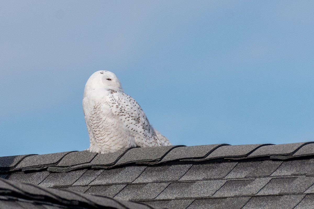 Snowy Owl - ML646328029