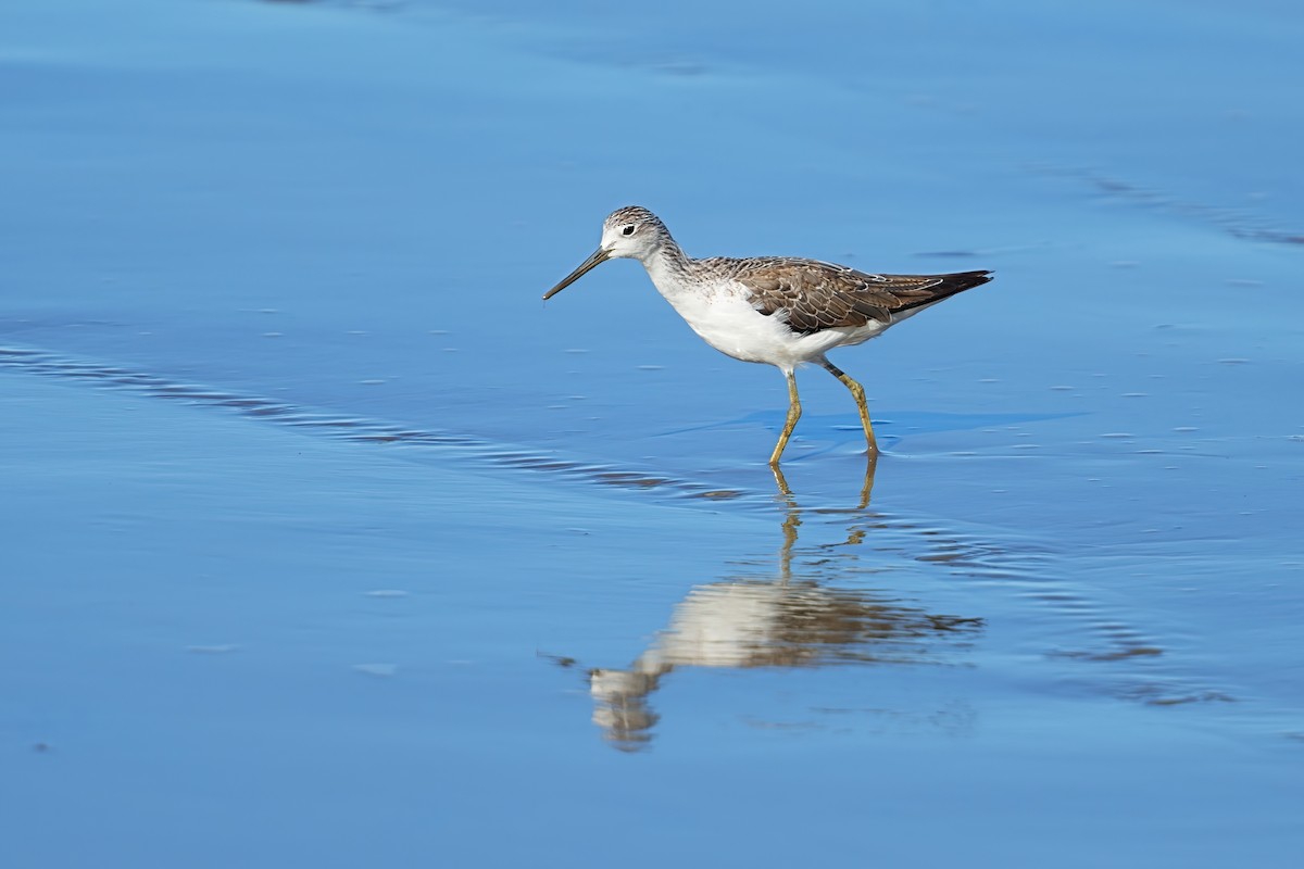 青足鷸 - ML646328032