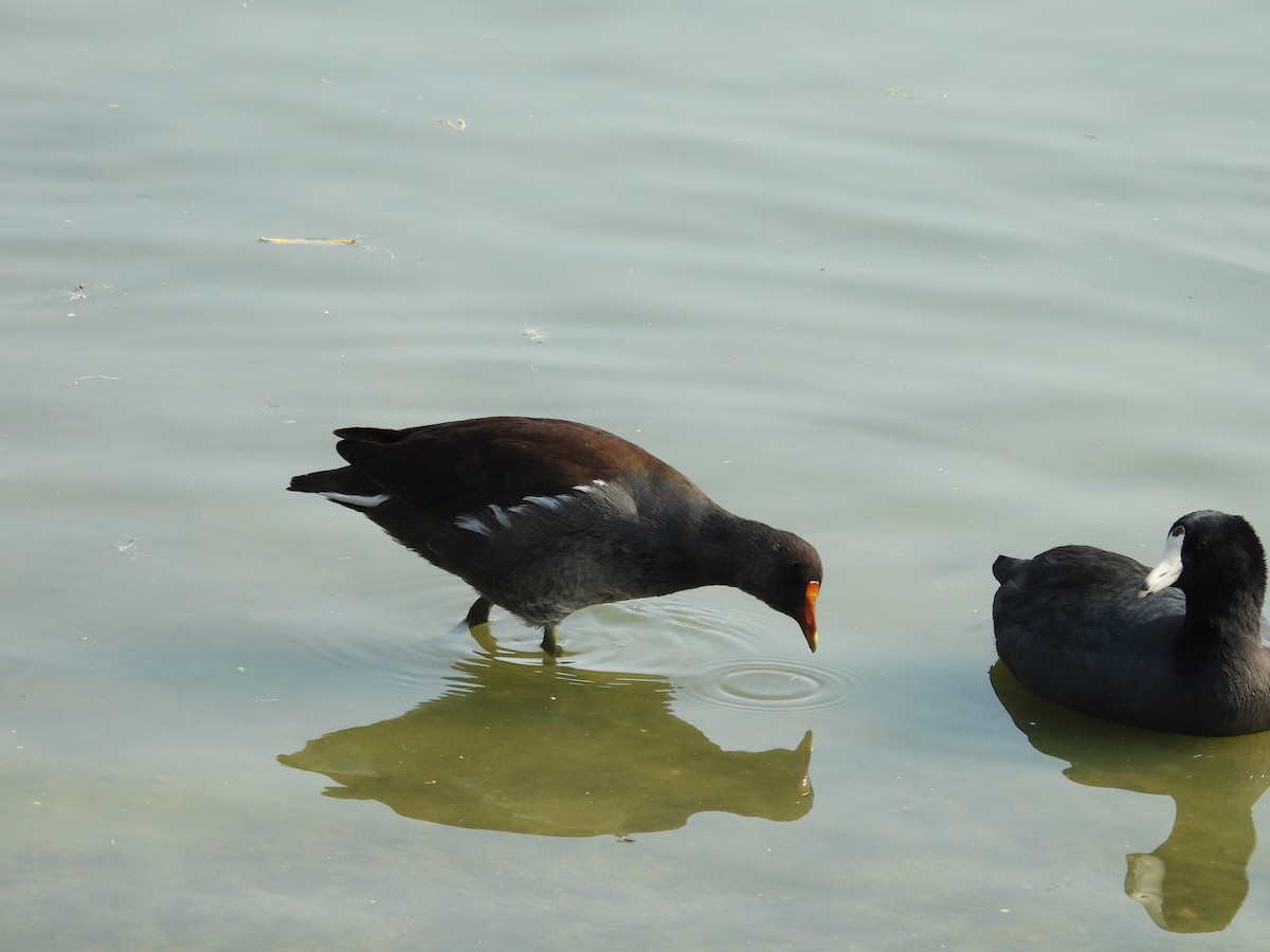 Common Gallinule - ML646328034