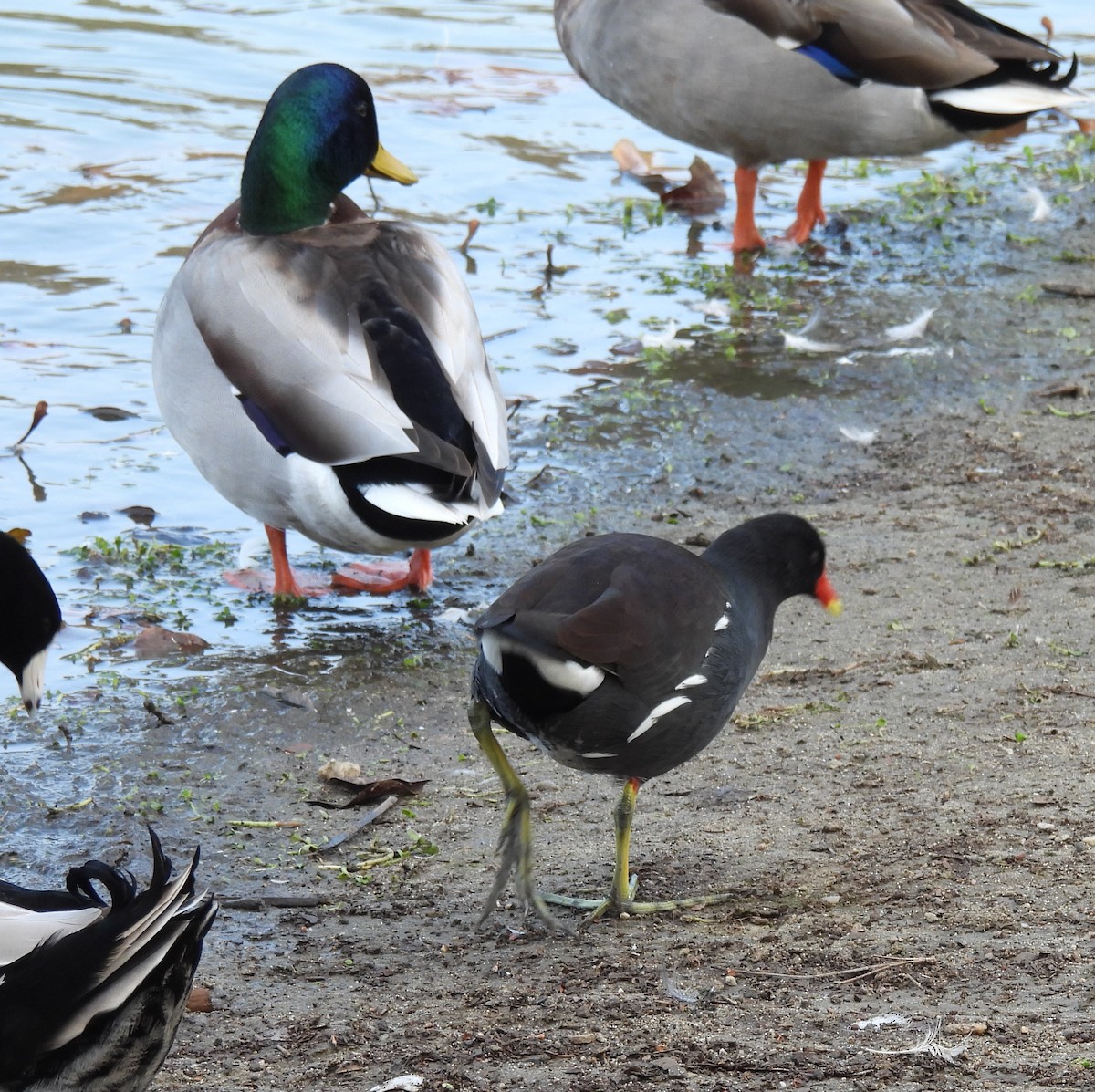 Common Gallinule - ML646328035