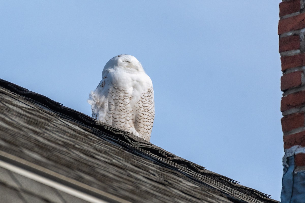 Snowy Owl - ML646328036