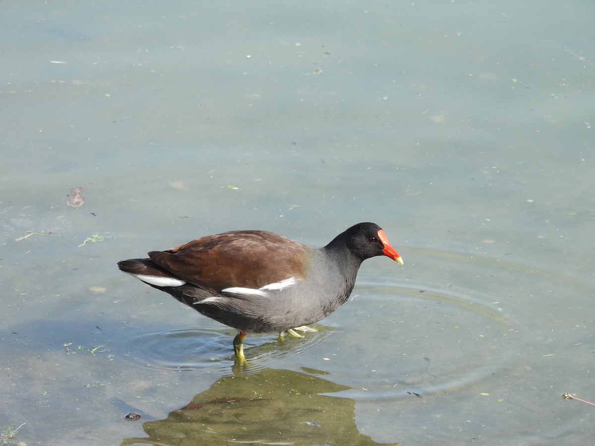 Common Gallinule - ML646328037