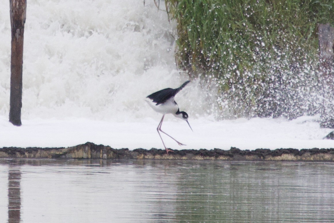 Black-necked Stilt - ML646328038