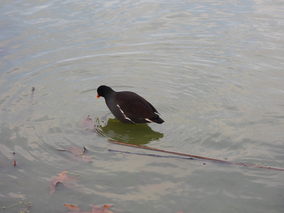 Common Gallinule - ML646328039