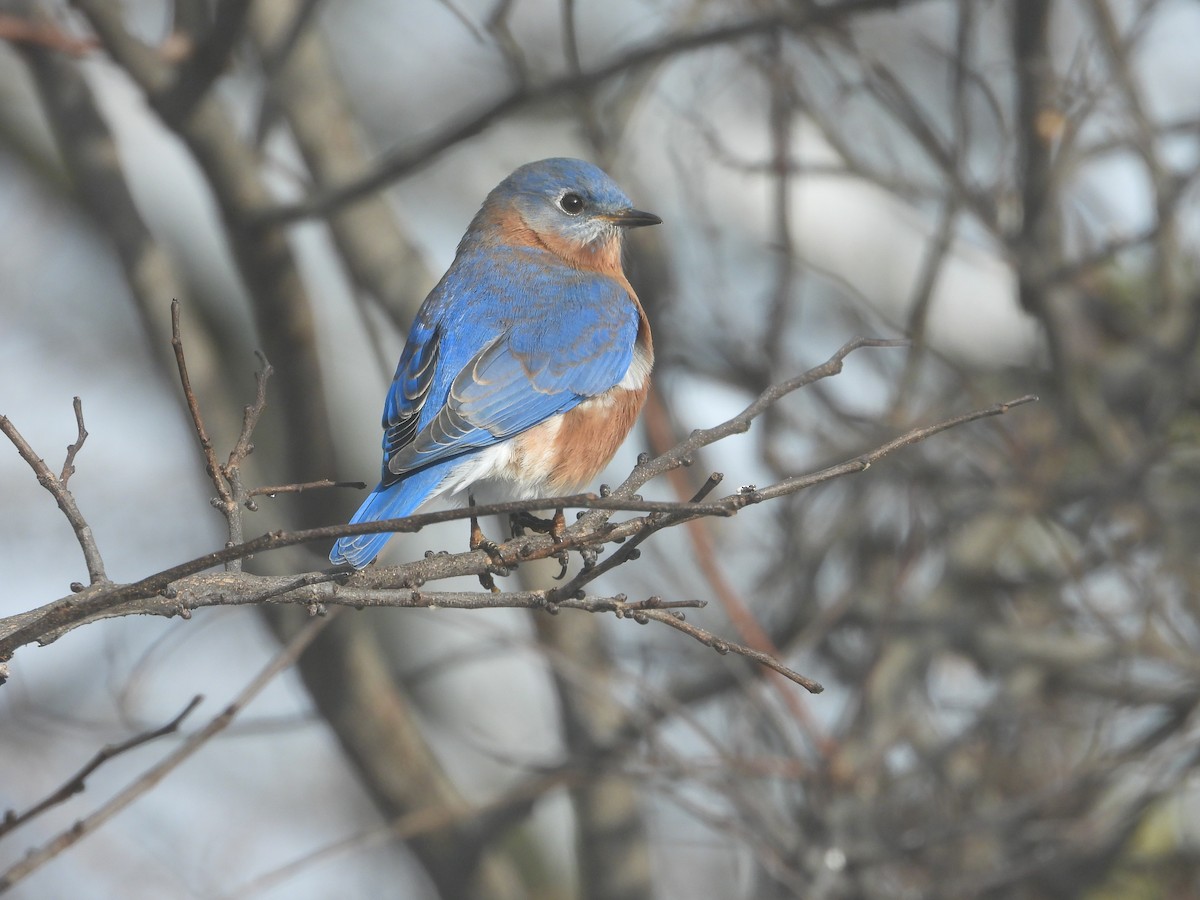 Eastern Bluebird - ML646328041