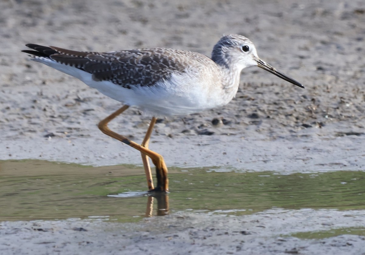 Greater Yellowlegs - ML646328043