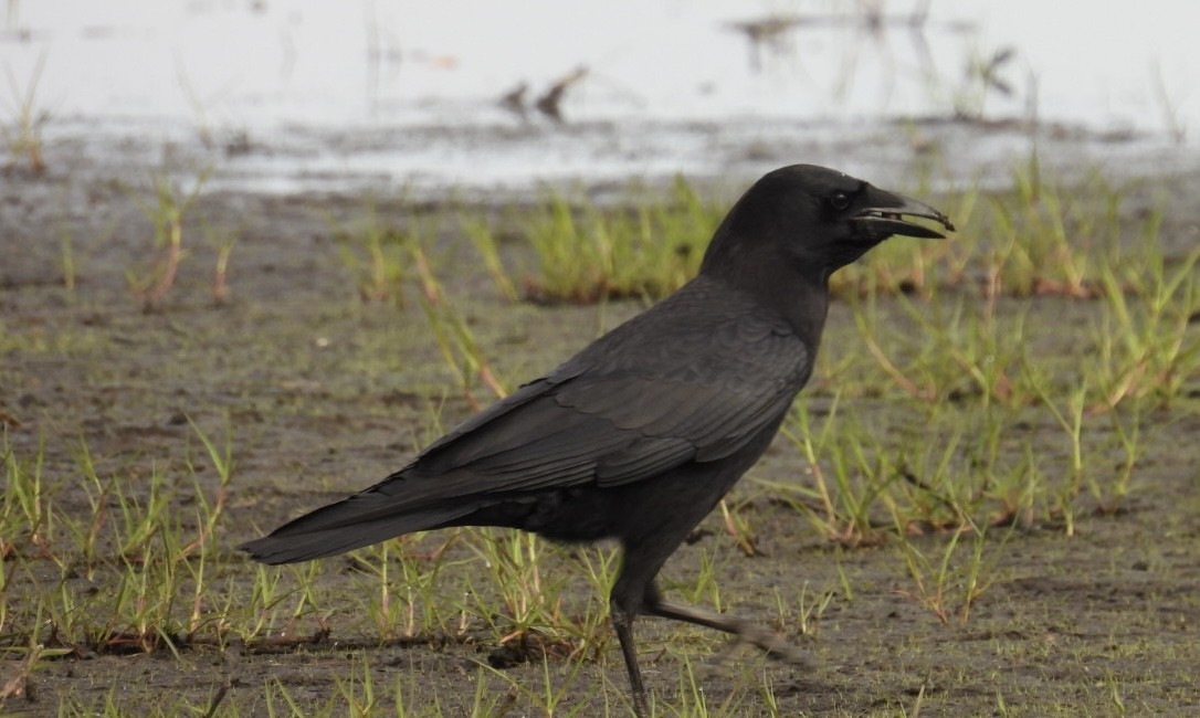 American Crow - ML646328044