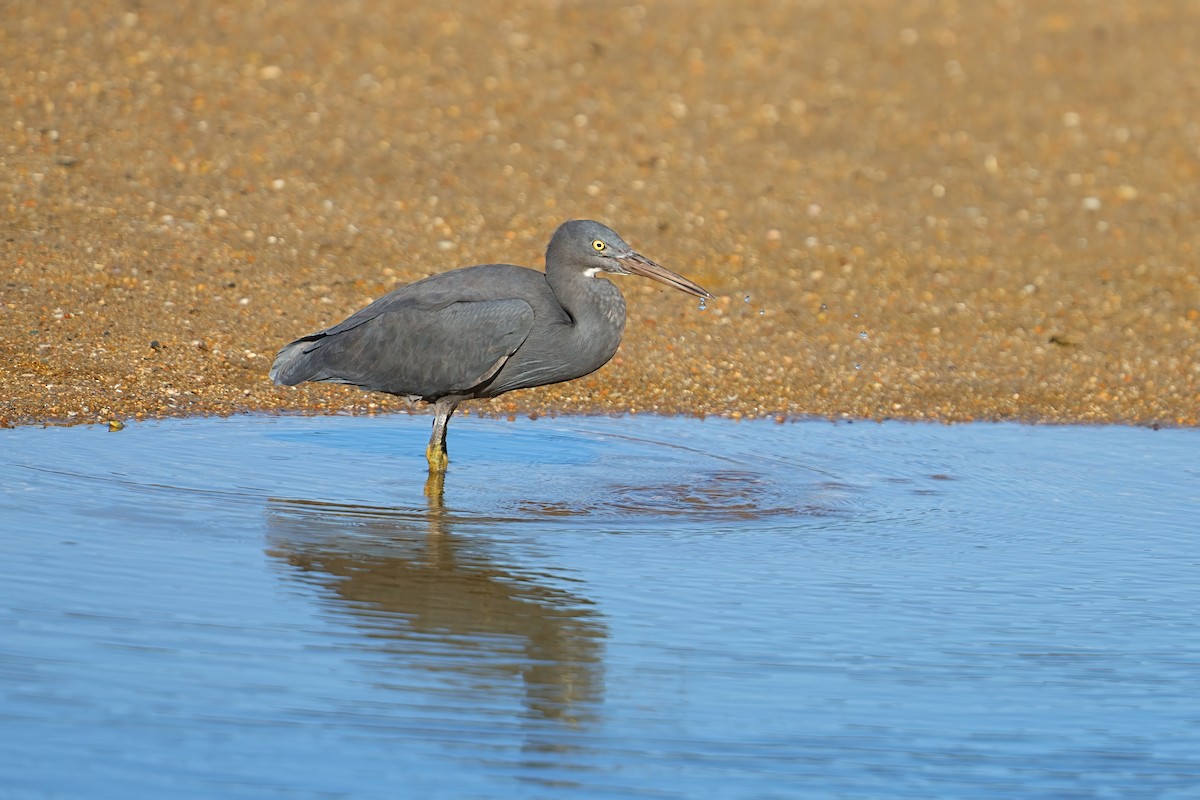 岩鷺 - ML646328045