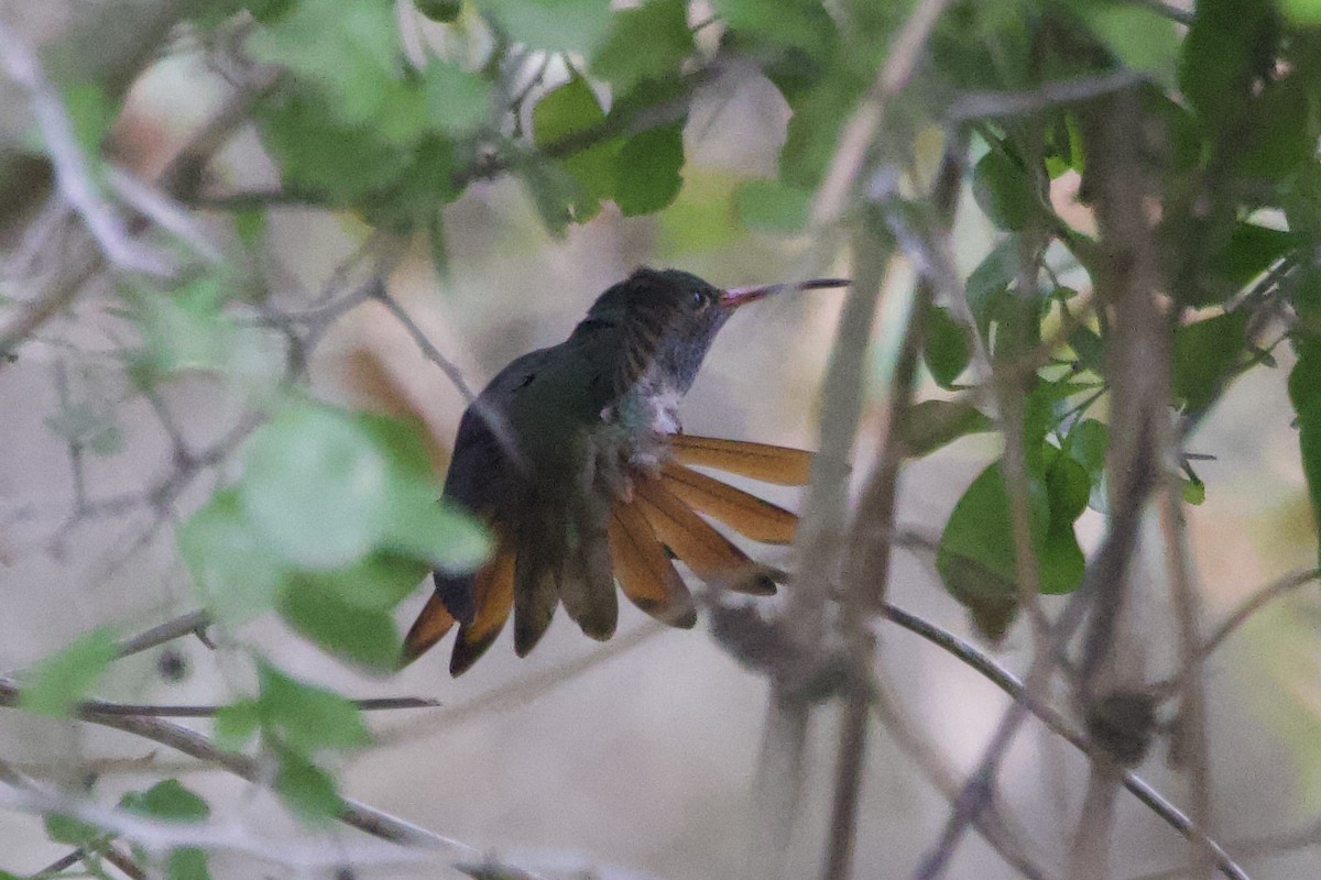 Buff-bellied Hummingbird - ML646328047
