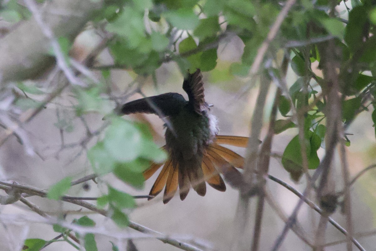 Buff-bellied Hummingbird - ML646328048