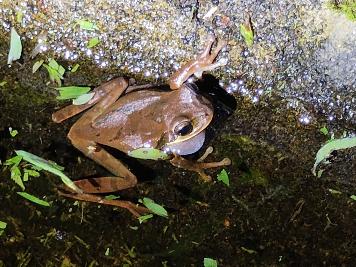 Masked Tree Frog - ML646328050