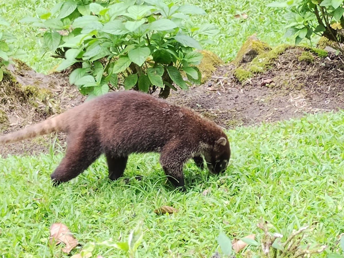 White-nosed Coati - ML646328051