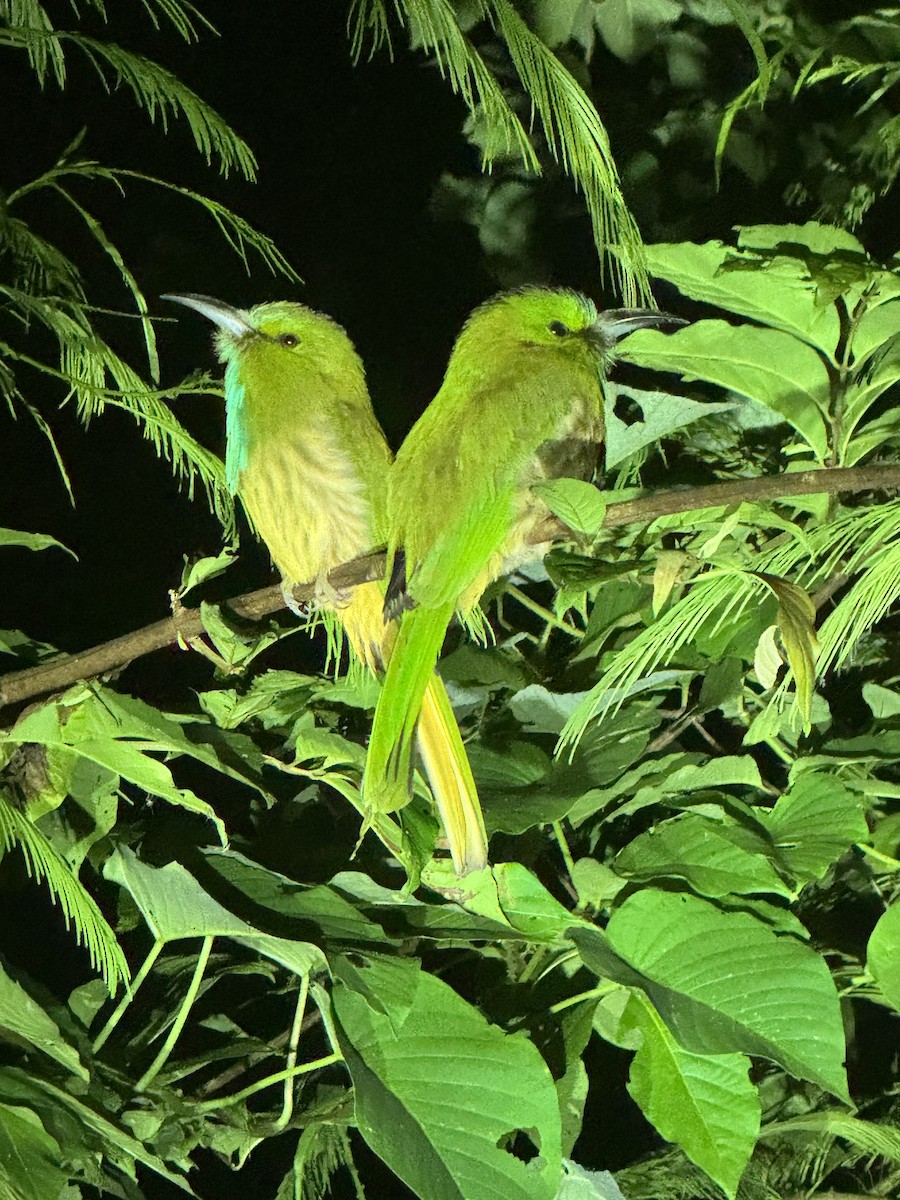 Blue-bearded Bee-eater - ML646328052