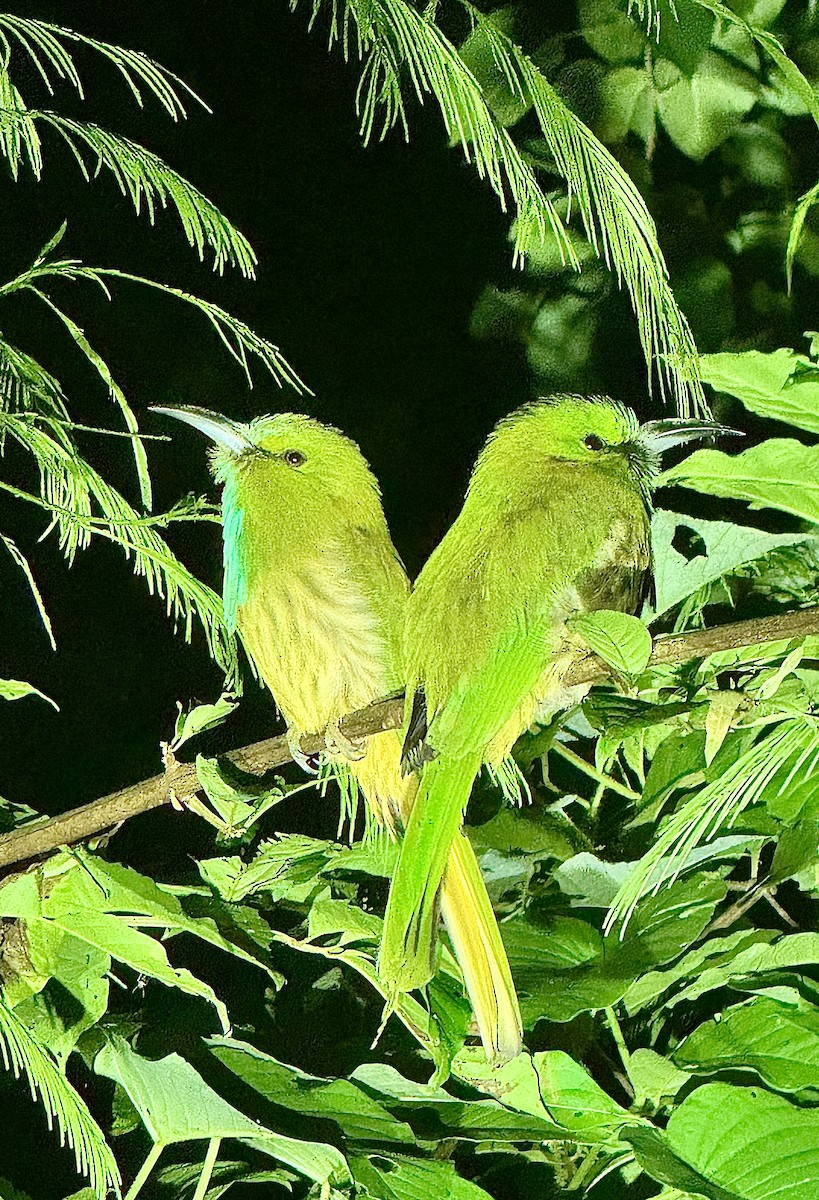 Blue-bearded Bee-eater - ML646328053