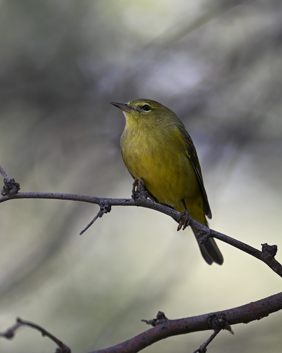 Orange-crowned Warbler - ML646328054