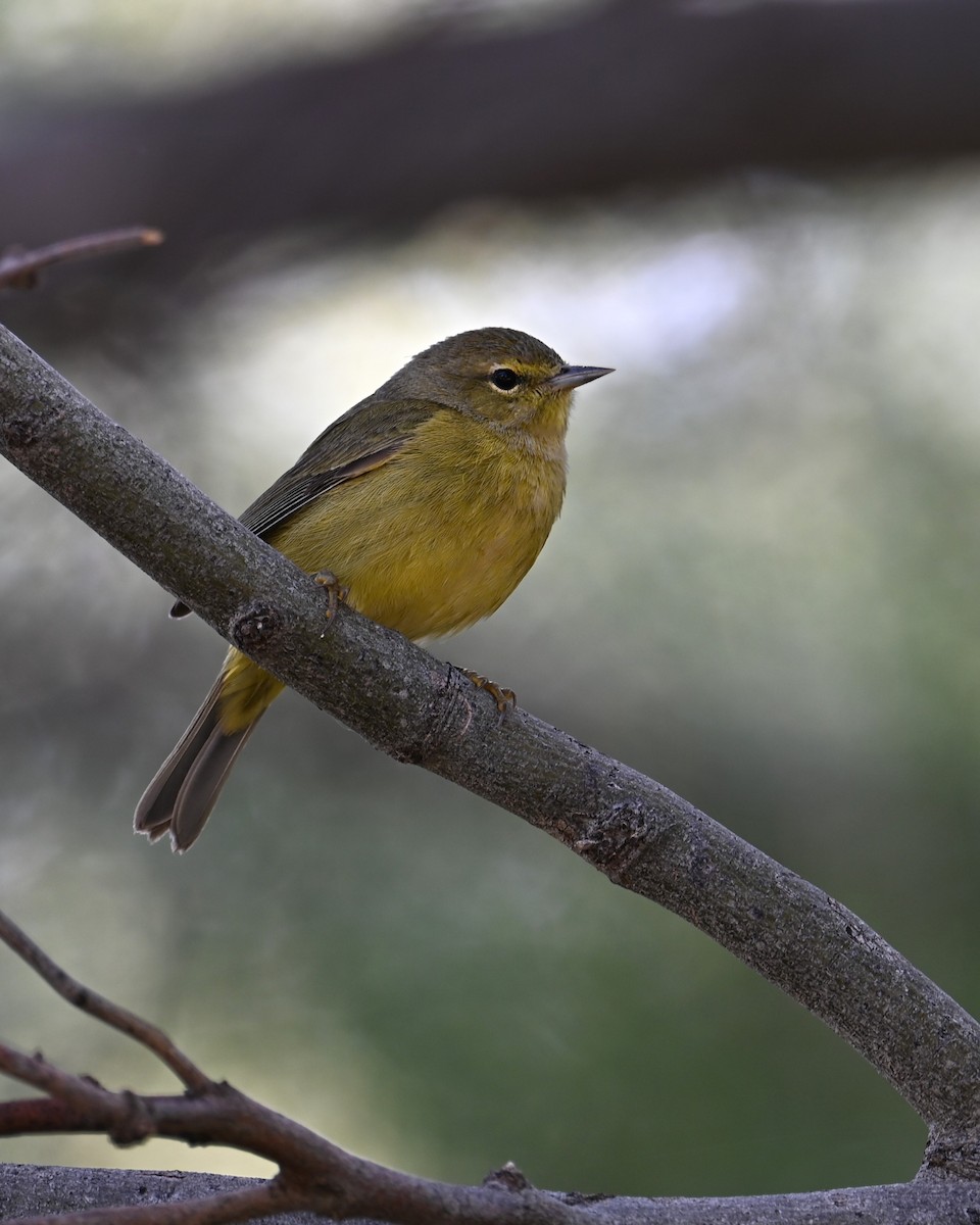 Orange-crowned Warbler - ML646328055