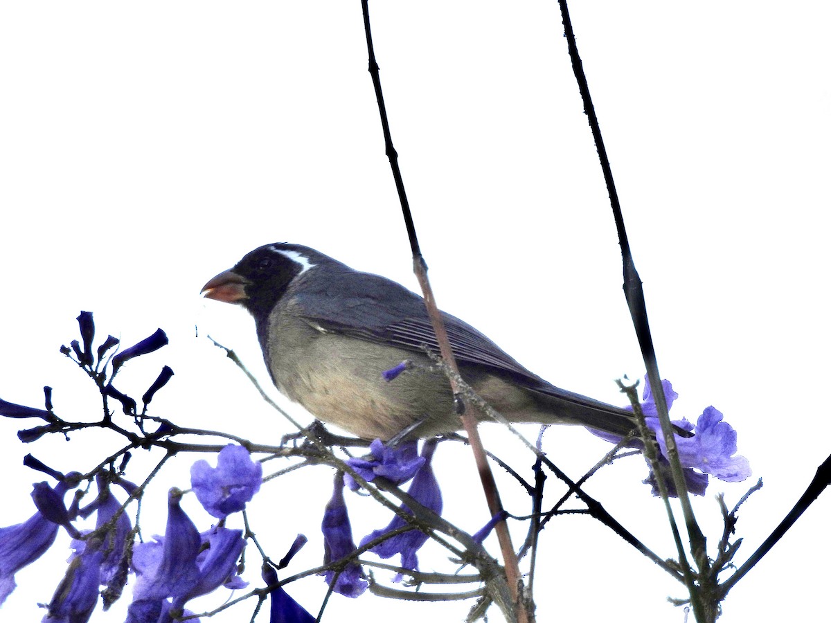 キバシイカル - ML646328056