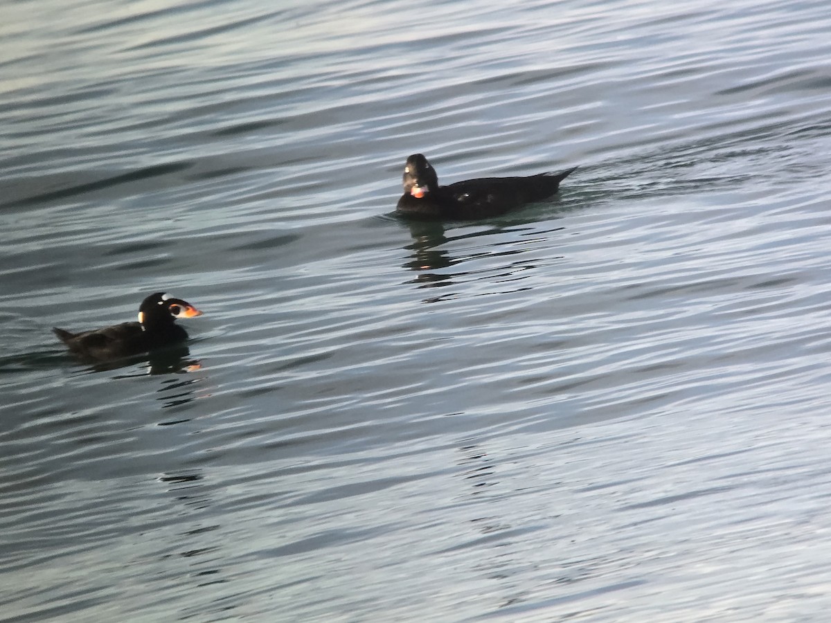 White-winged Scoter - ML646328057