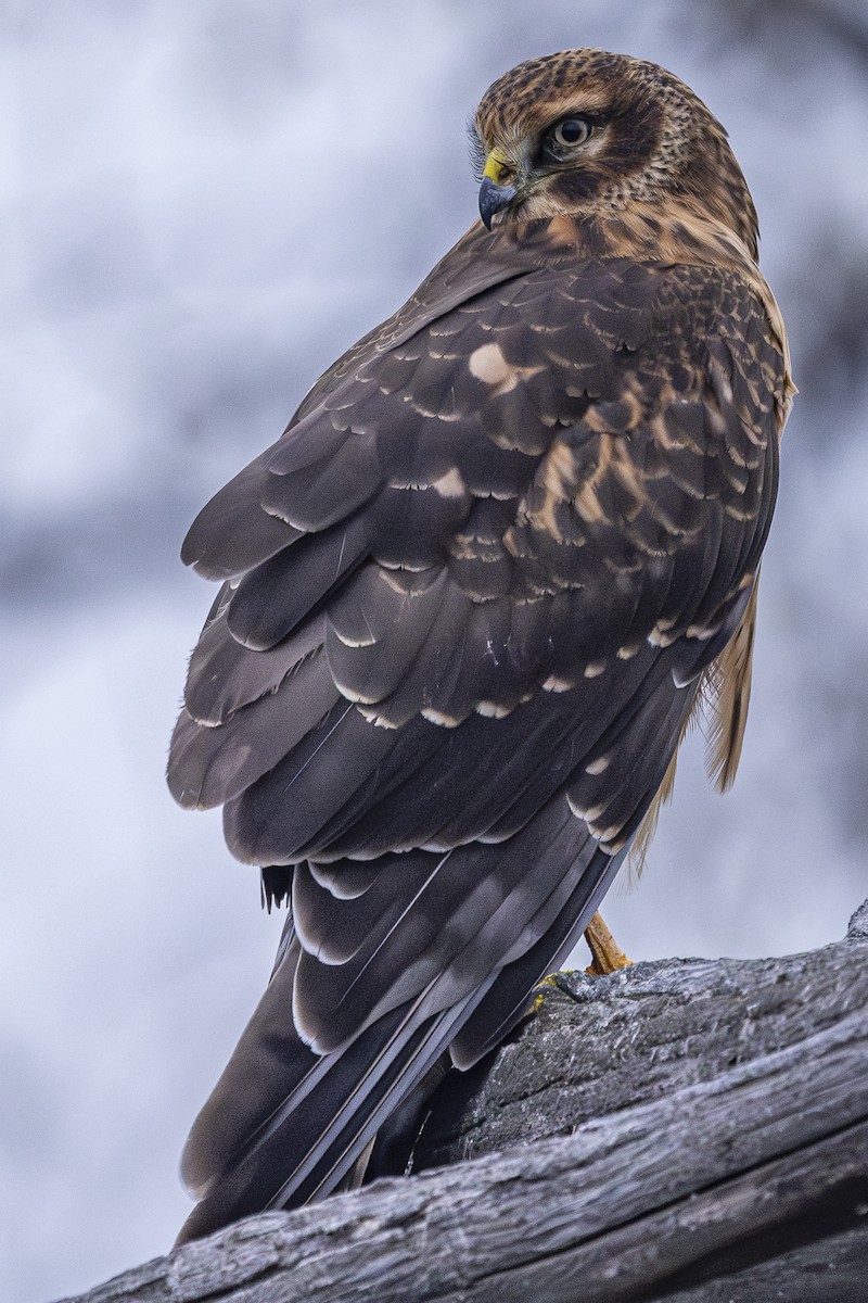 Northern Harrier - ML646328058