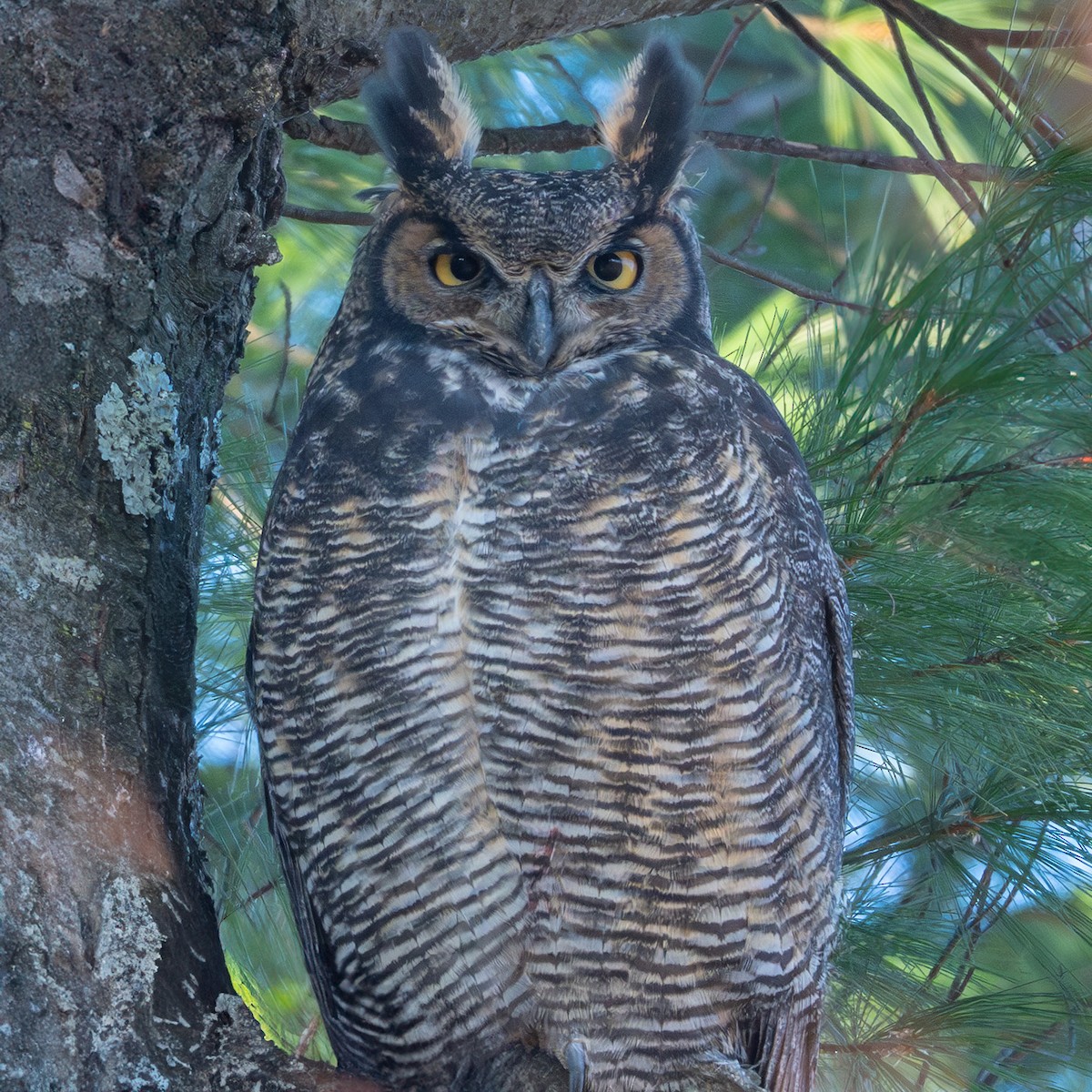 Great Horned Owl - ML646328062