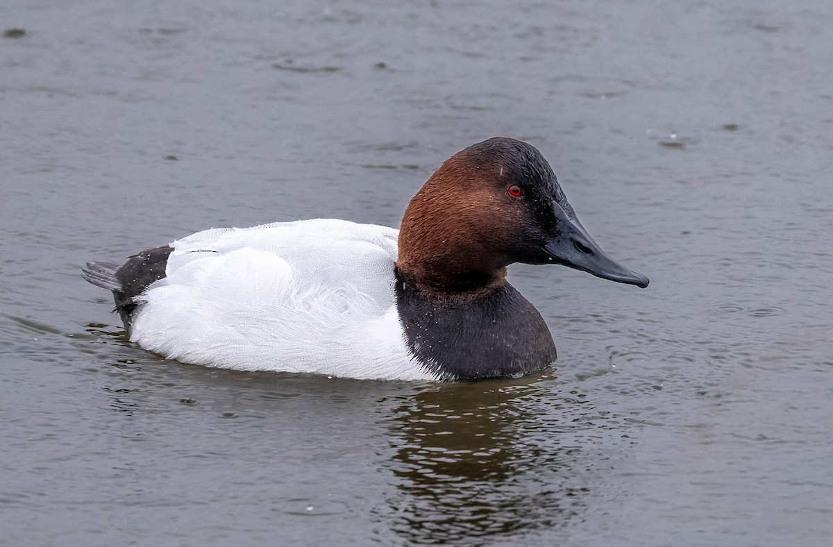 Porrón Coacoxtle - ML646328064
