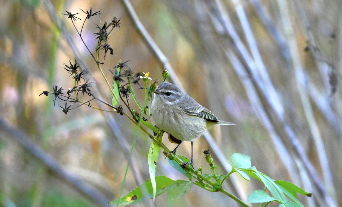 Palm Warbler - ML646328066