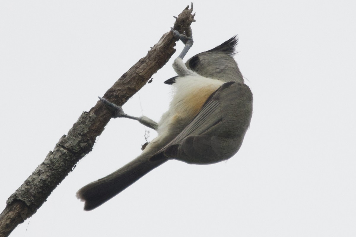 Herrerillo Crestinegro - ML646328068