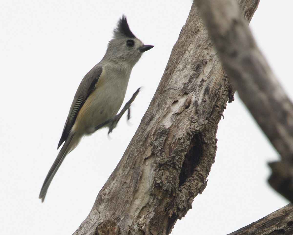 Herrerillo Crestinegro - ML646328069