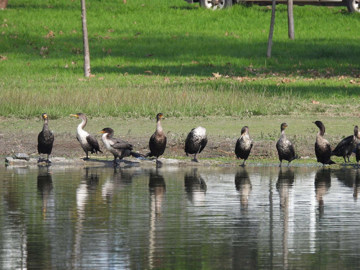 Cormorán Orejudo - ML646328080