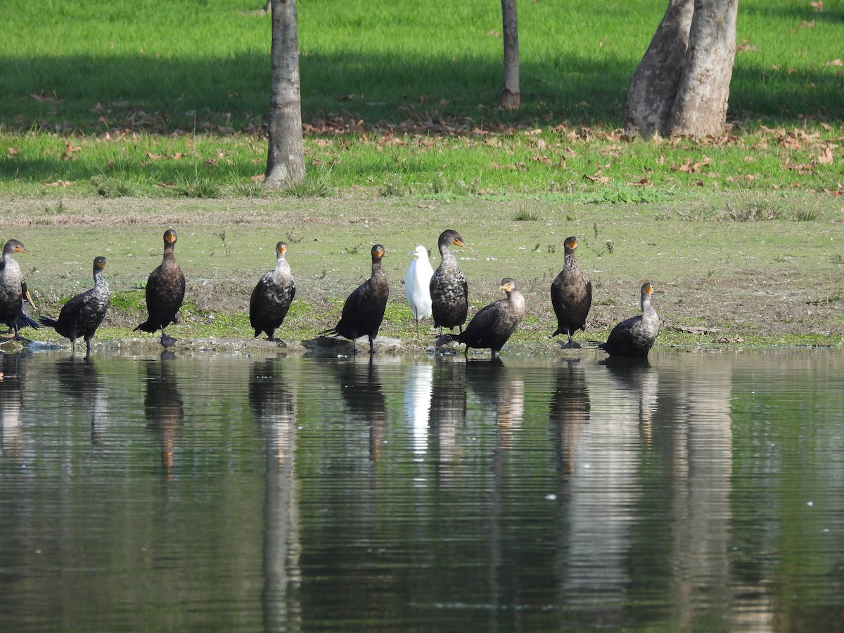 Cormorán Orejudo - ML646328081