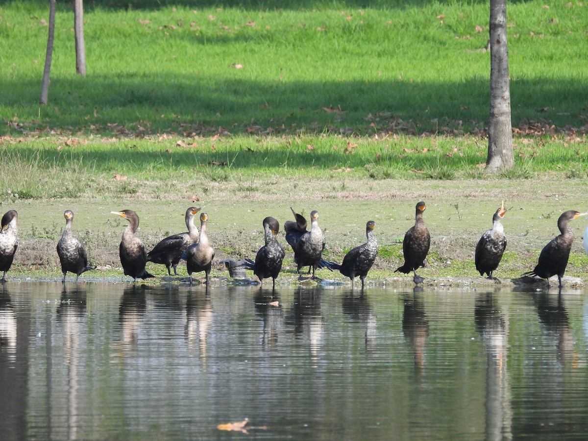 Cormorán Orejudo - ML646328082