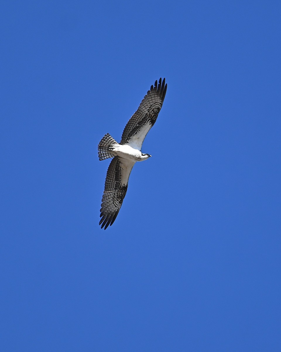 魚鷹(carolinensis) - ML646328084