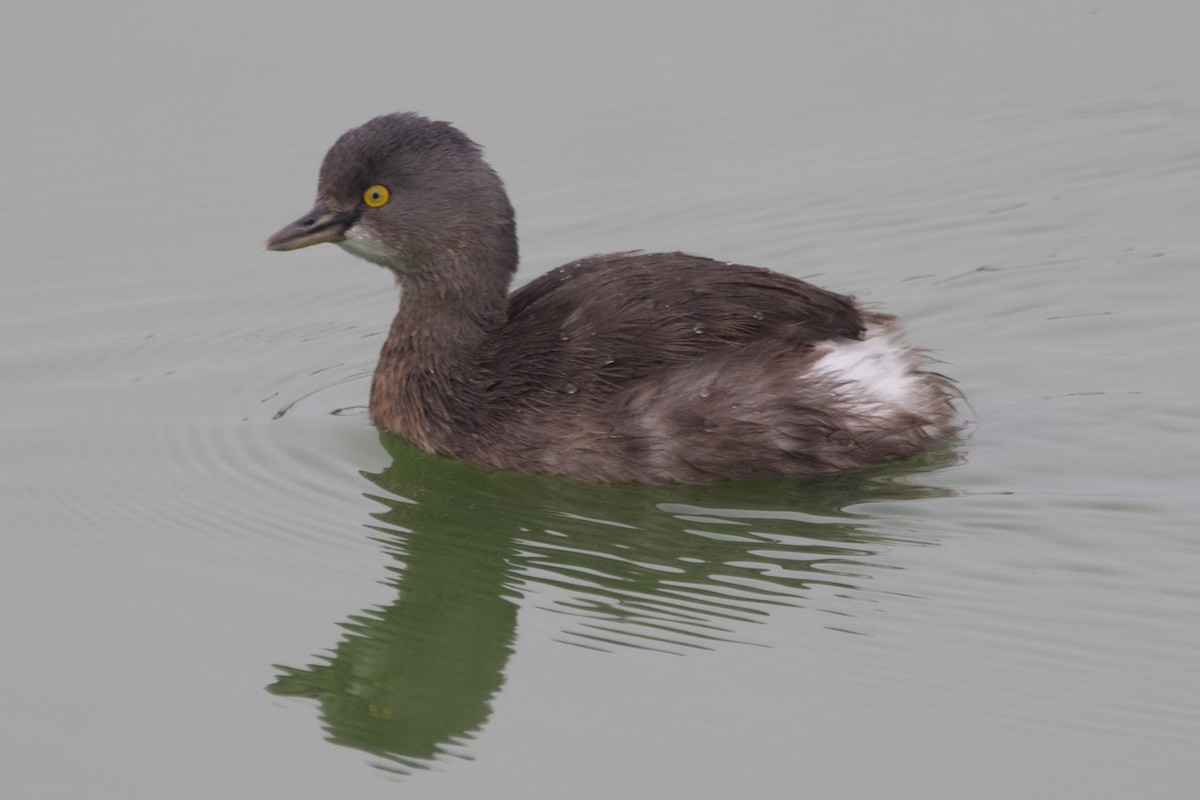 Zampullín Macacito - ML646328086
