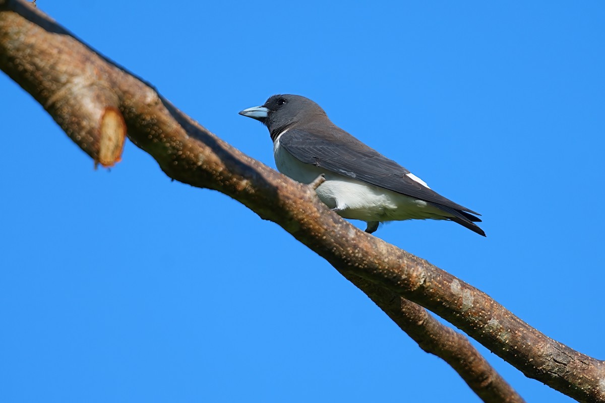 Artamo Ventriblanco - ML646328088