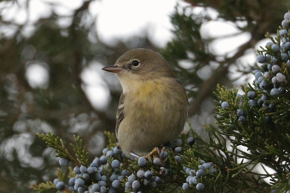 Pine Warbler - ML646328092
