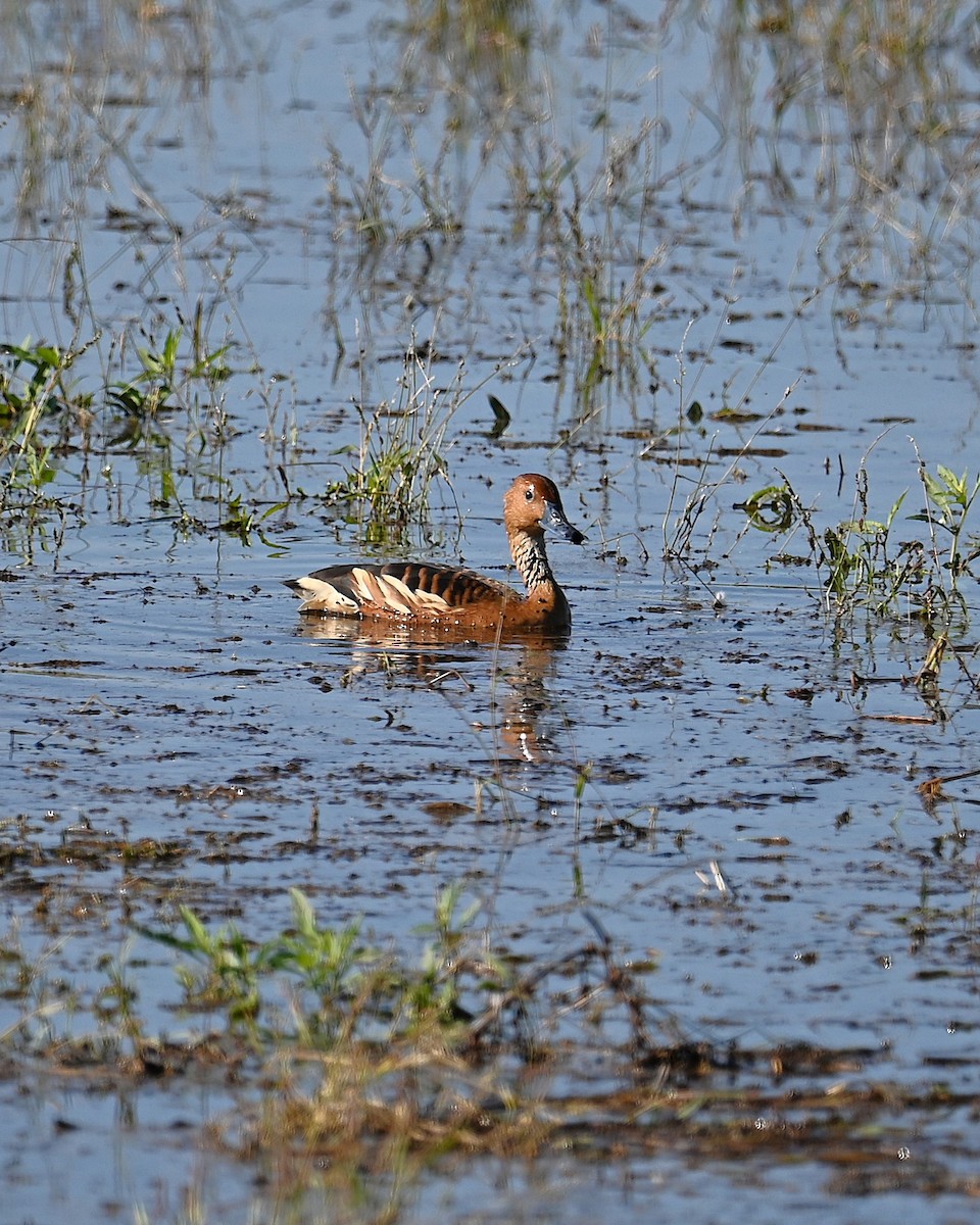 Suirirí Bicolor - ML646328094