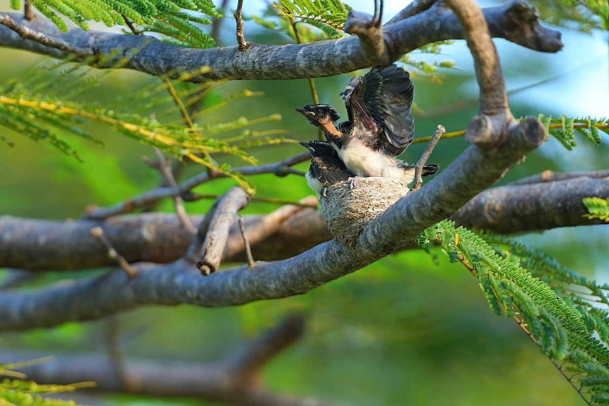 Abanico Lavandera - ML646328095